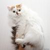 Уменьшенная картинка