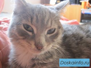 Британский котенок