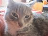 Британский котенок