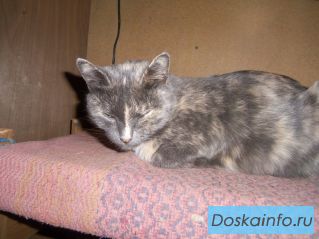 Кошка окрас черепаха