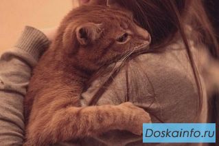 Потерялась кошечка.
