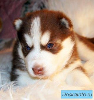 Шоколадные хаски голубые глазки