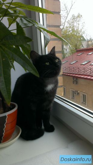 2 кг натурального мурчания и ласки. Отдам кота