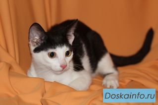 Котенок с моторчиком