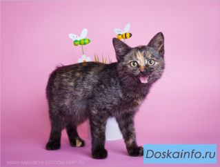 Маленький нежный котенок Эмма в дар