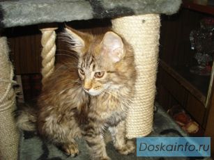 Котёнок  Мейн-кун маленькое чудо
