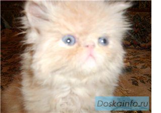 Персидский мальчик