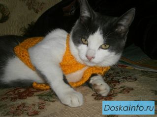 Дымок – очаровательный чудо-котенок ищет любящих хозяев.