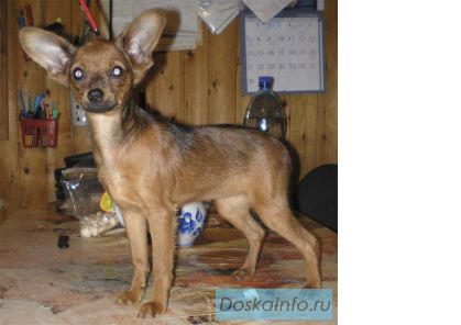 Той терьер щенки для дома и разведения