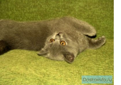 Котенок британский голубой