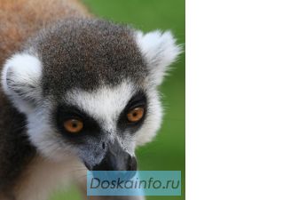 Профессиональная фотосъёмка в Петербурге.Портфолио.Выезд фотографа.