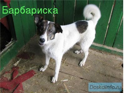 Собака Барбариска в добрые руки!