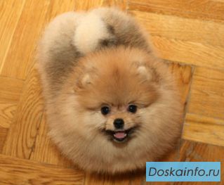 Очаровательные щиночки шпиц 