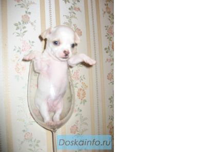 Продаются очаровательные щенки гладкошерстного чихуахуа!!
