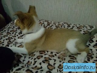 Щенки в добрые руки