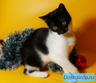 Веселая Мурашка, котенок в добрые руки!