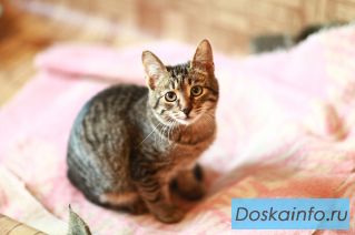 Спаси котят, возьми друга(даром)