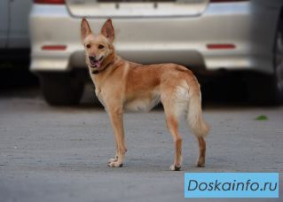 Отдам собачку