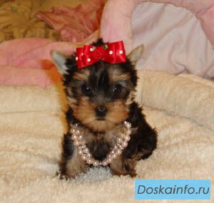  женский Йорки щенка для принятия