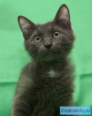 Чудесные котята в добрые руки!