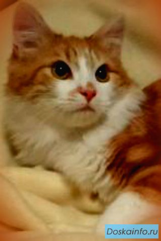 Рыжий котенок в дар