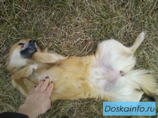 СРОЧНО ищем ДОМ или ПЕРЕДЕРЖКУ чудесной рыжей собачке.