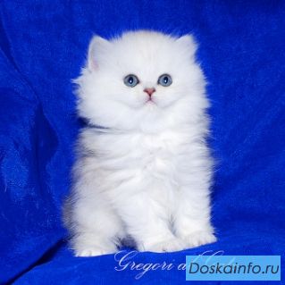 Роскошные длинношерстные британские котята шоу-класс