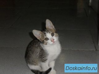 Отдам котят в хорошие руки