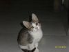 Отдам котят в хорошие руки