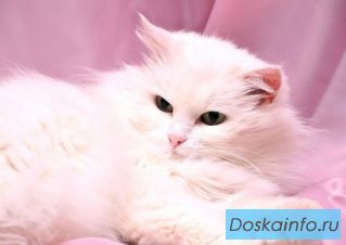 Белоснежная кошка Моника в дар.