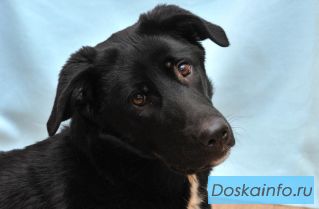 Ласковая молодая собака ищет новых хозяев