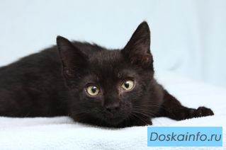 Фидель в надежные ручки