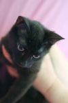 Уменьшенная картинка