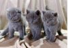 Шотландские вислоухие и британские котята
