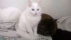 Уменьшенная картинка