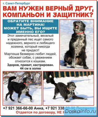 Мартюша-Ваш преданный друг!