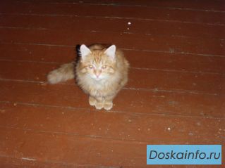 Отдам котенок рыжий