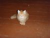 Отдам котенок рыжий