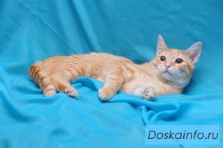 Рыжий котёнок Тошка ищет родителей