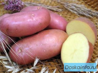 Куплю картофель