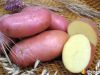 Куплю картофель