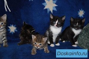 Отдам в добрые руки котят