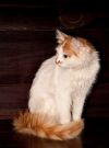 Кошечка, похожая на редкую породу «Турецкий ван»  в дар.