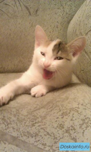 Котята белые и цветные