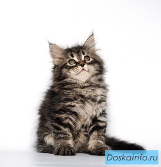 Питомник сибирских и невских маскарадных кошек Baraj (Бараж)