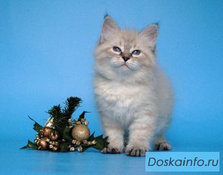 Сибирские котята из питомника московского 