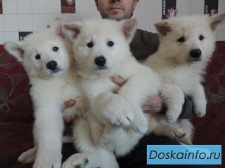 Белая швейцарская овчарка