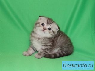Шотландский вислоухий очаровашка