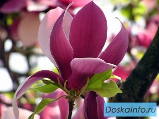 Искусственные растения элитного качества, Крупномеры, Фитодизайн