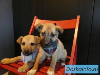 Отдам щенков в добрые руки